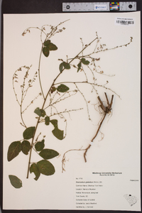 Desmodium glabellum image