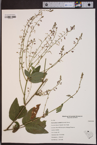 Desmodium nuttallii image