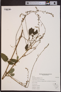 Desmodium viridiflorum image