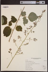 Desmodium viridiflorum image