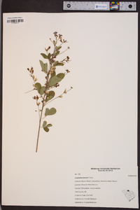 Lespedeza bicolor image