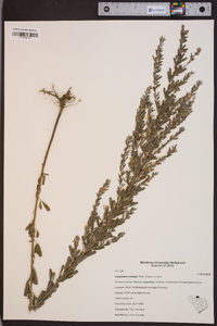 Lespedeza cuneata image