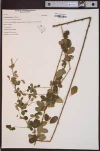 Lespedeza hirta image