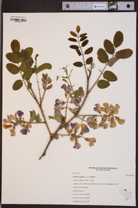 Robinia hispida image