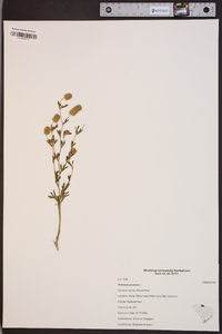 Trifolium arvense image