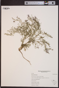 Fumaria officinalis image