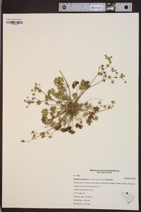 Erodium cicutarium subsp. cicutarium image