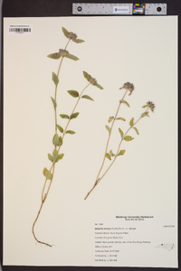 Blephilia hirsuta var. hirsuta image