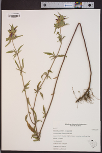 Monarda punctata subsp. punctata image