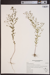 Trichostema dichotomum image