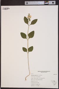 Scutellaria elliptica image