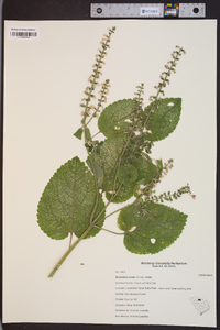 Scutellaria ovata image