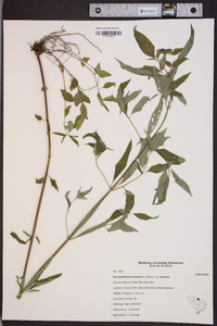 Pycnanthemum incanum var. incanum image