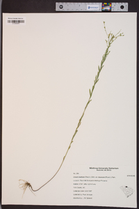 Linum medium var. texanum image