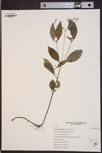 Mitreola sessilifolia image