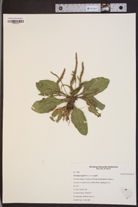 Plantago rugelii image