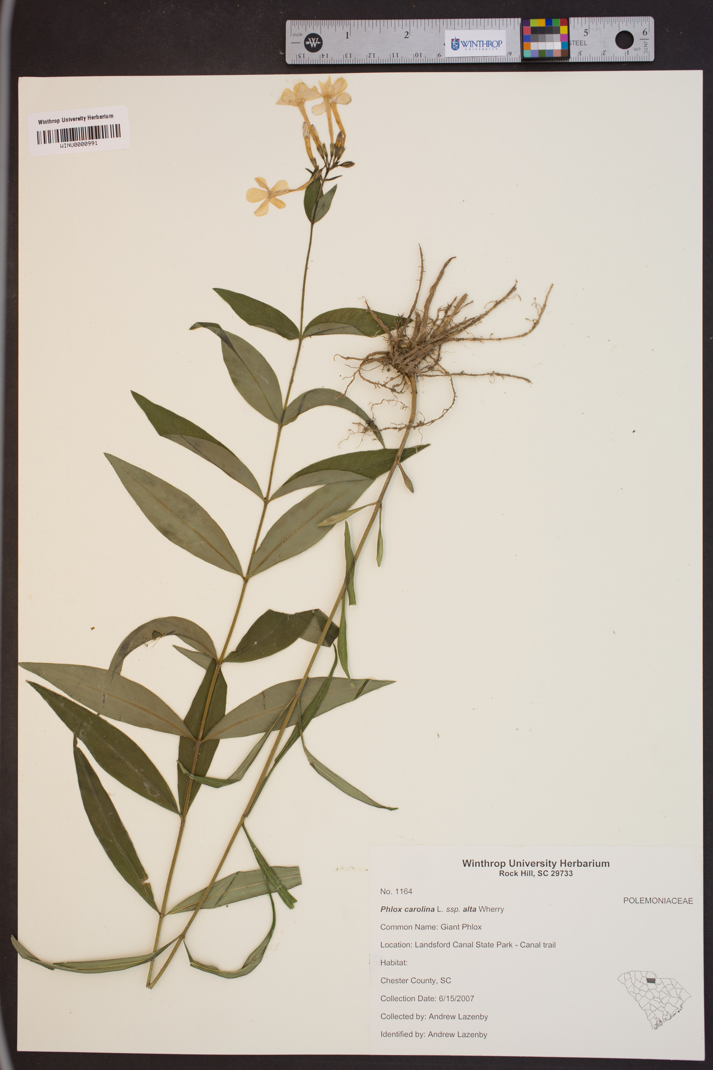 Phlox carolina subsp. alta image