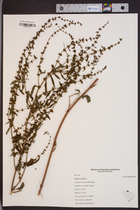 Rumex pulcher image