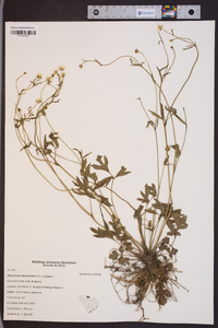 Ranunculus fascicularis image