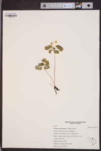 Thalictrum thalictroides image