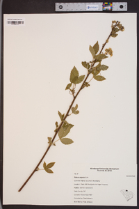 Rubus argutus image