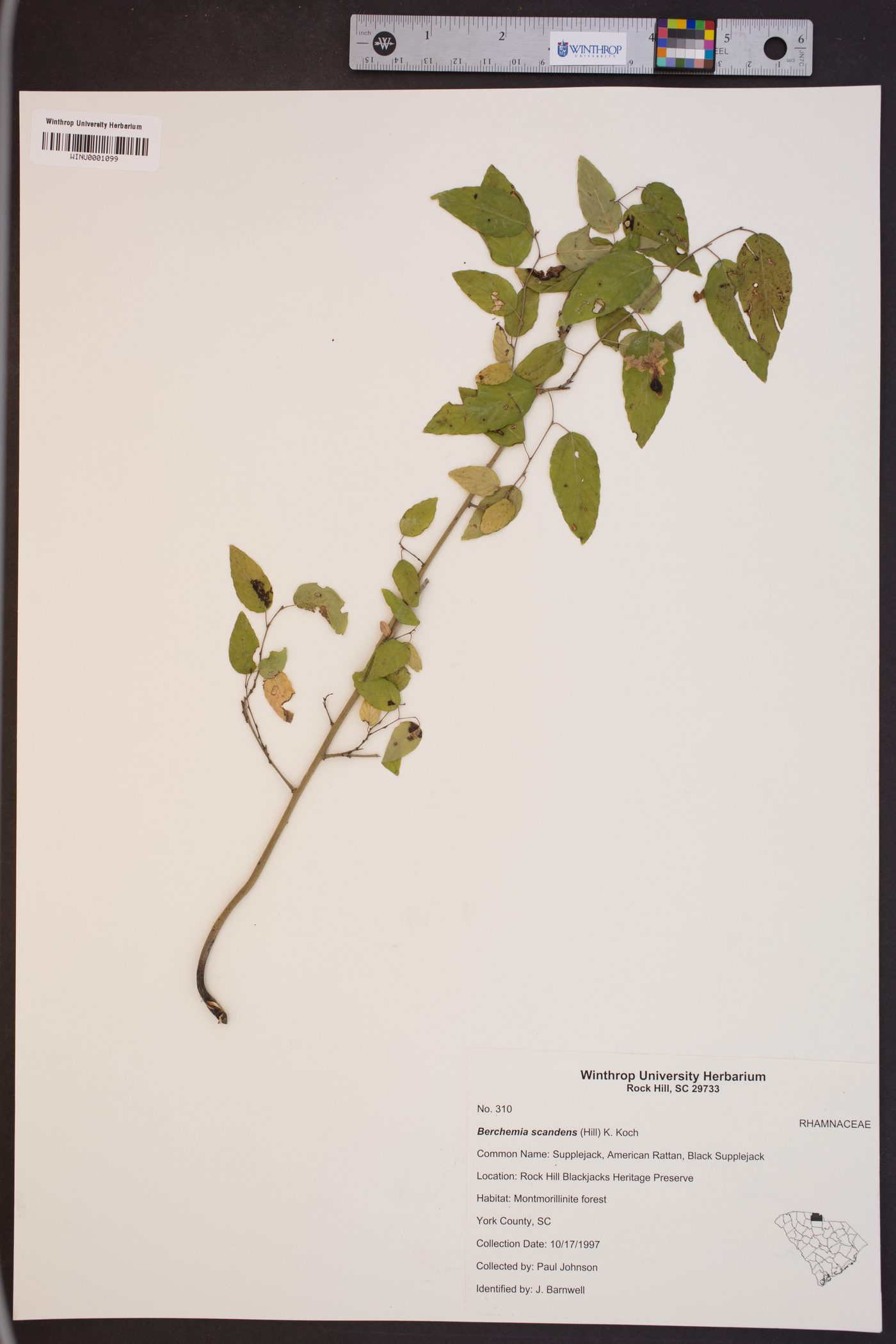 Berchemia scandens image