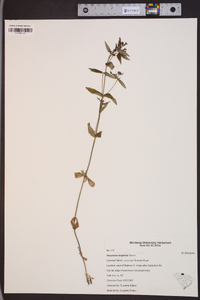 Houstonia longifolia image