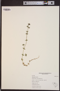 Sherardia arvensis image