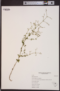 Galium pilosum image