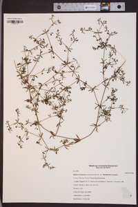 Galium tinctorium var. floridanum image