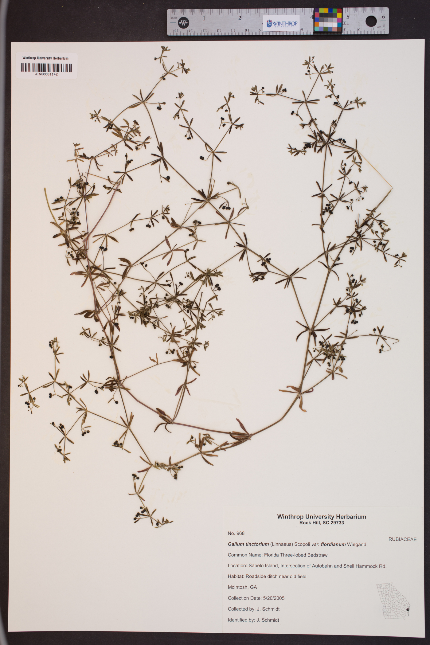 Galium tinctorium var. floridanum image
