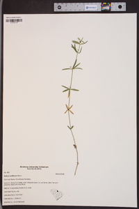 Galium uniflorum image