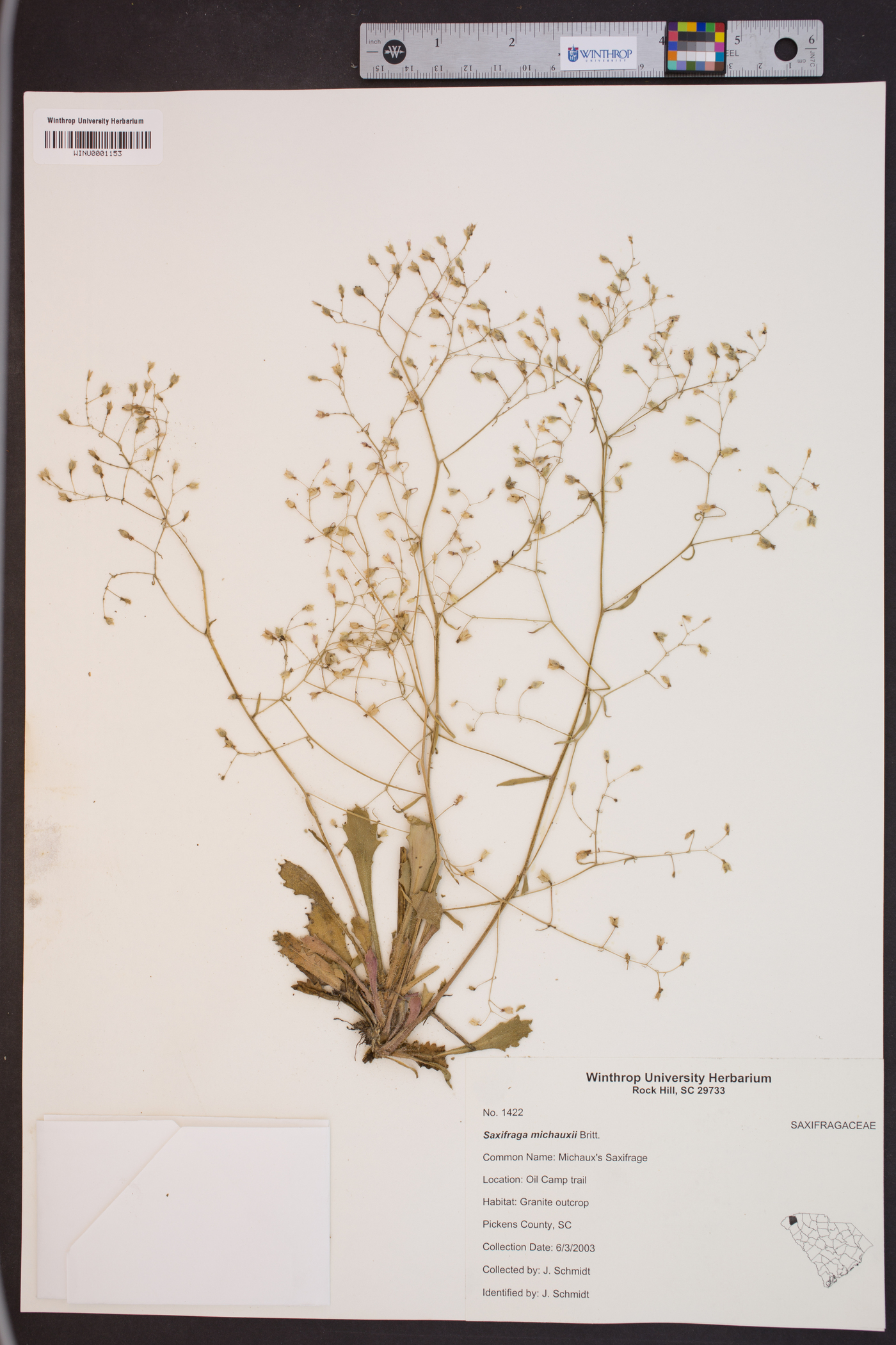 Saxifraga michauxii image