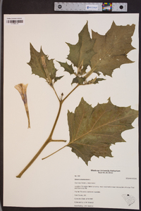 Datura stramonium image