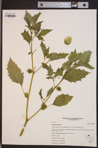 Physalis angulata image