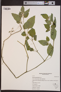 Solanum ptychanthum image