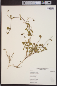 Phyla nodiflora image