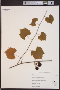 Vitis rotundifolia image