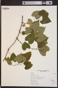 Vitis vulpina image