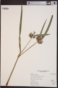 Tradescantia ohiensis image