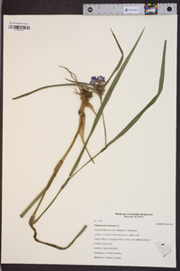 Tradescantia ohiensis image