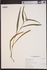 Tradescantia subaspera image