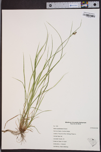 Carex caroliniana image