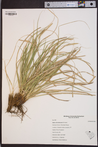 Carex cherokeensis image