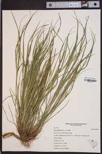 Carex debilis var. debilis image