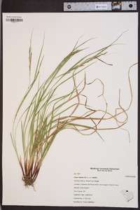 Carex debilis var. debilis image