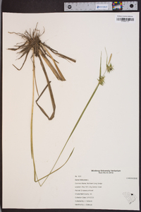 Carex folliculata image