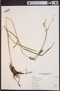 Carex lacustris image