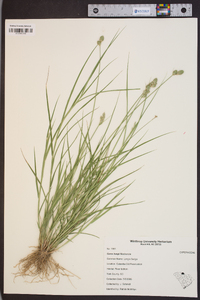 Carex longii image