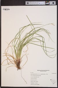 Carex lucorum image